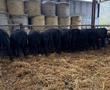 11 super Aberdeen Angus Bullocks