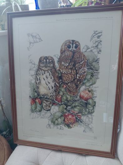 Limited Edition framed 'Tawny Owls' by Elisabeth Luard