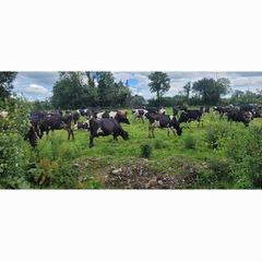 Autum calvers