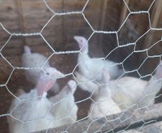 turkeys