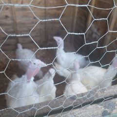 turkeys
