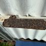 Set of 4 old trap springs Image 8