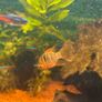 fish tank Image 7