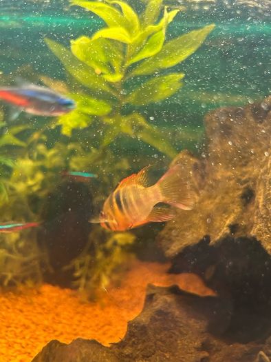 fish tank