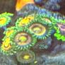 Corals Image 8