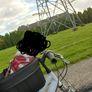 Bike Dog Seat Image 3