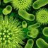 bacteria