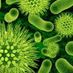 bacteria