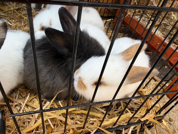 Pet bunnies/rabbit