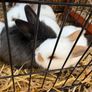 Pet bunnies/rabbit Image 9