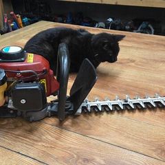 maruyama hedge trimmer