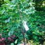 Japanese Acer Maple varieties Image 10