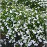 (L) Lobelia Cascade White seeds 0.1g (415045) Image 2