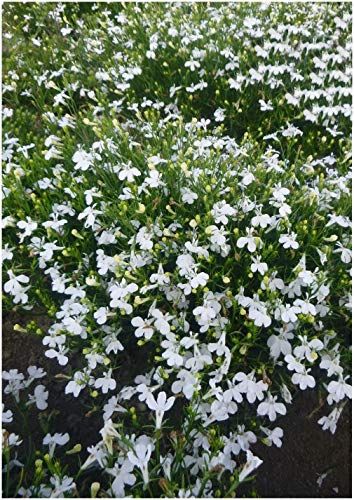 (L) Lobelia Cascade White seeds 0.1g (415045)
