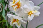 Narcissus 'Bridal Crown' (Fragrant)