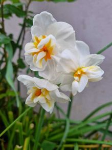 Narcissus 'Bridal Crown' (Fragrant)
