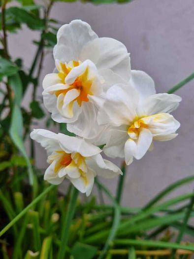 Narcissus 'Bridal Crown' (Fragrant)