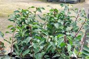 Portuguese Laurel