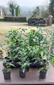Portuguese Laurel
