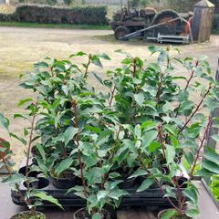 Portuguese Laurel