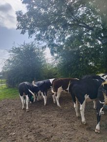 Heifers Cavan for sale