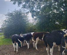Heifers Cavan for sale
