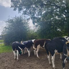 Heifers Cavan for sale