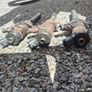 1.6 Hdi Injectors Image 6