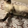 Beswick Siamese cat Image 4