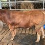 Limousine Bull For Sale Mallow Cork Image 3