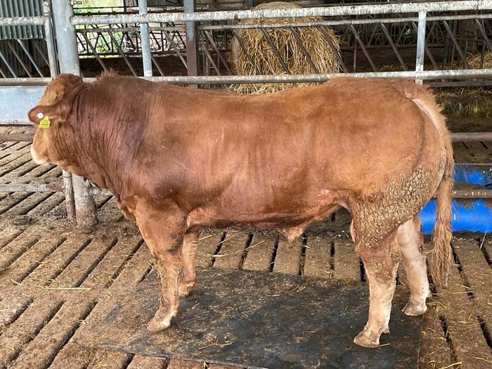 Limousine Bull For Sale Mallow Cork