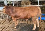 Limousine Bull For Sale Mallow Cork
