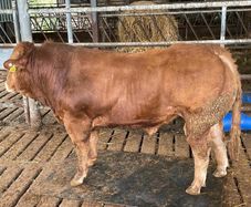 Limousine Bull For Sale Mallow Cork