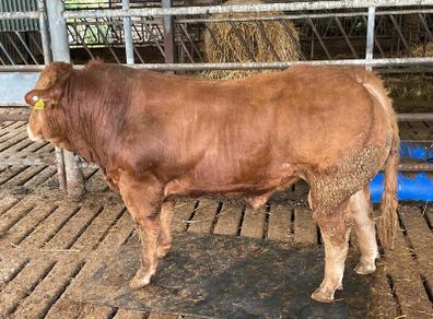 Limousine Bull For Sale Mallow Cork
