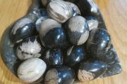 Petrified wood mini eggs