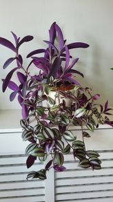 3 Tradescantias in one pot. Trailing house plants.