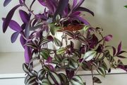 3 Tradescantias in one pot. Trailing house plants.