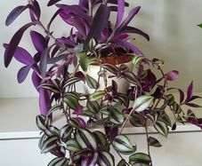 3 Tradescantias in one pot. Trailing house plants.