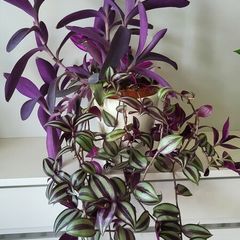 3 Tradescantias in one pot. Trailing house plants.
