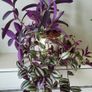 Trailing house plants.Mature and young. Image 10