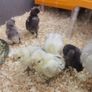 Rare breed chicks for sale Image 6