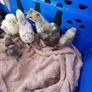 Rare breed chicks for sale Image 10
