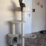 cat Image 2