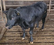 Pedigree Aberdeen Angus Bull