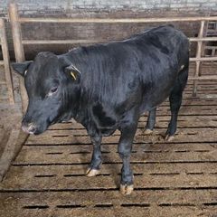 Pedigree Aberdeen Angus Bull