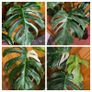 Monstera Albo Borsigiana #50 mature variegated plant Image 10
