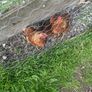 Chickens Image 2