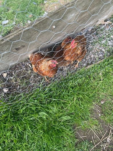 Chickens