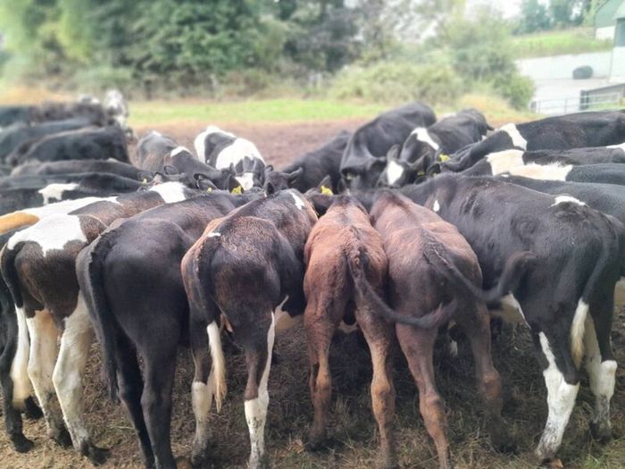 Cattle