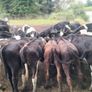 Cattle Image 5